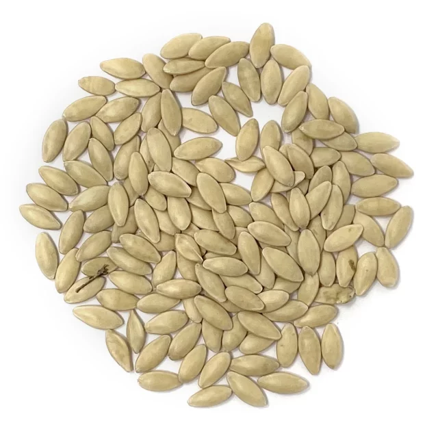 دانه یا تخم (بذر) خیار