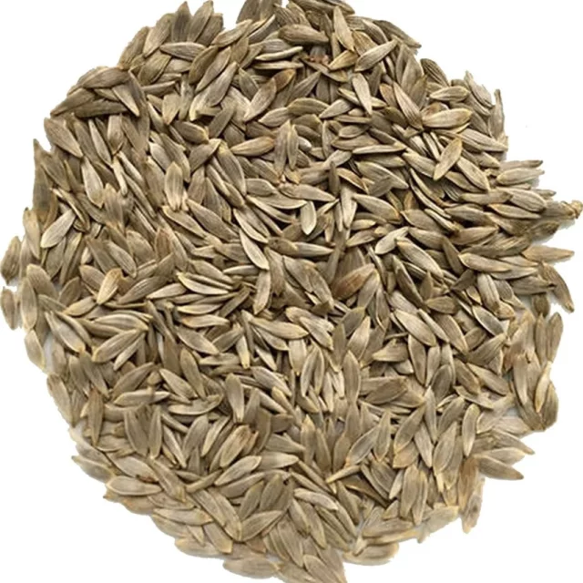 دانه یا تخم (بذر) کاهو