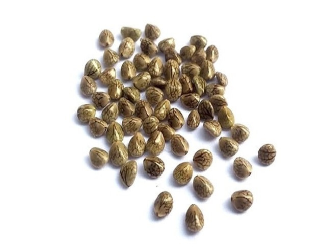 دانه یا تخم (بذر) مرو