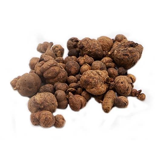 گیاه دهان بسته