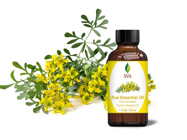 روغن سداب اصلی