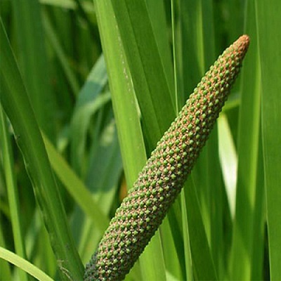 گل اگیر ترکی