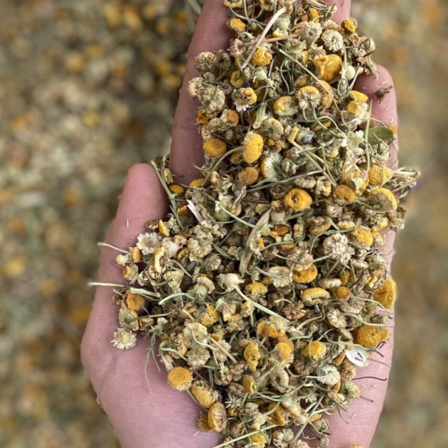 بابونه افغانی درشت سورتی