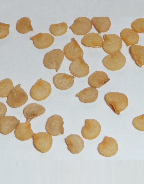 بذر فلفل دلمه