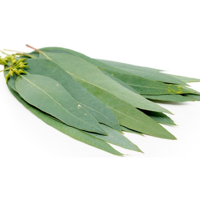 برگ اکالیپتوس