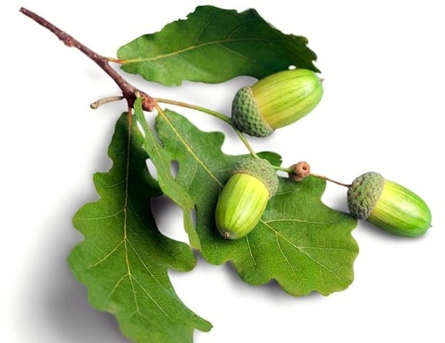 برگ درخت بلوط