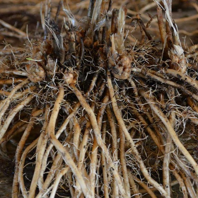 بیخ هلیمون (هلیون)