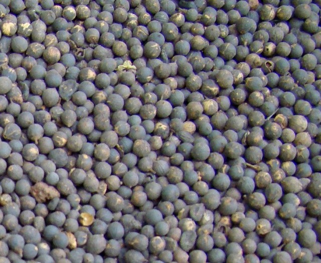 بیرنگ (برنگ) کابلی