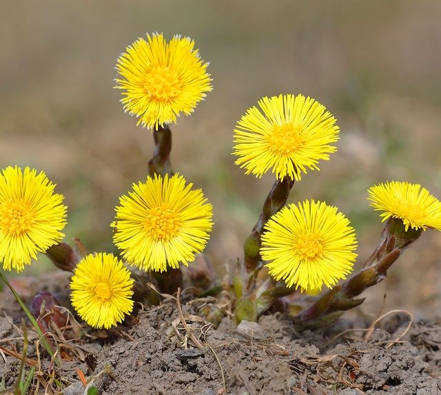 گل پاخری (پای خر)