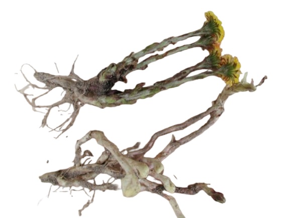 ریشه پای خر (پاخری)