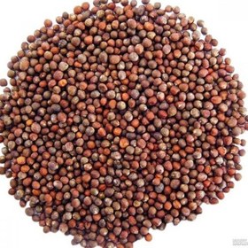 دانه یا تخم (بذر) کلم