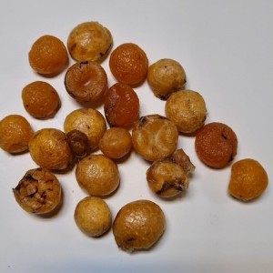 تخم لاک پشت