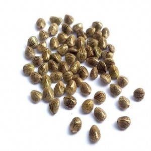 دانه یا تخم (بذر) مرو