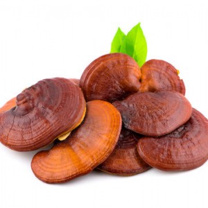 قارچ گانودرما