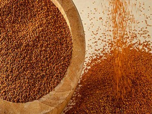 فروش عمده خاکشیر در کیش قشم