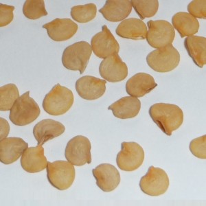 بذر فلفل دلمه