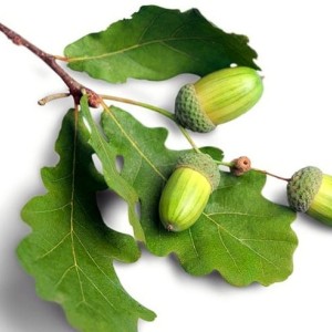 برگ درخت بلوط