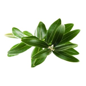برگ زیتون