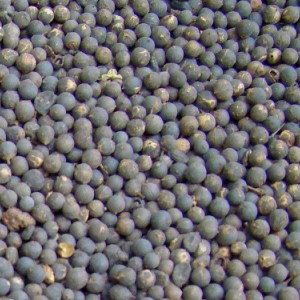 بیرنگ (برنگ) کابلی