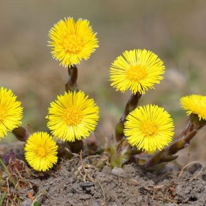 گل پاخری (پای خر)