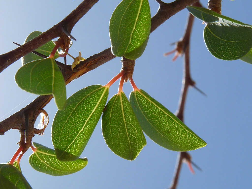 برگ سدر چیست - عطاری پخش