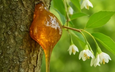 صمغ بنزوئین