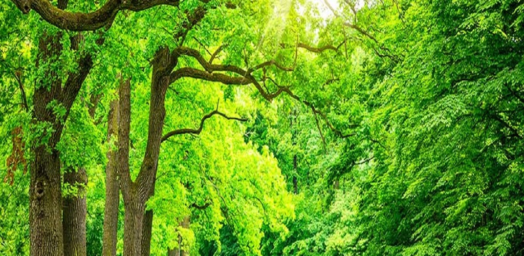تاثیر محیط زیست بر سلامت مو