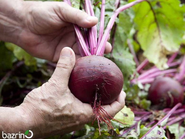 بذر چغندر قرمز(100 گرمی)