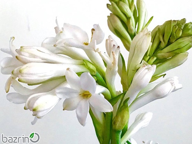 پیاز گل مریم معطر(۵ عددی)