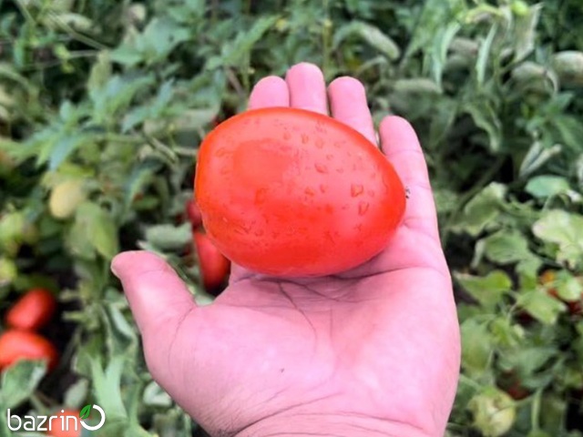 بذر گوجه فرنگی تخم مرغی F1