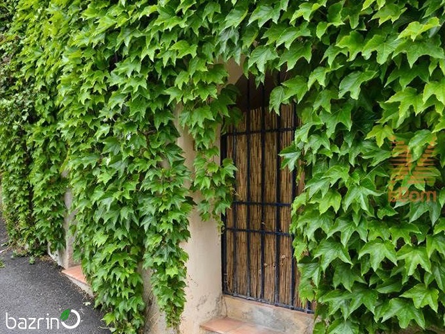 بذر گیاه رونده مو چسب