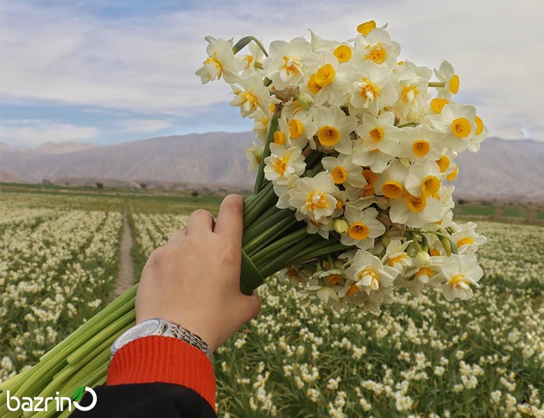 پیاز گل نرگس شیراز معطر ( ۵ عددی )