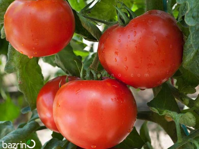 بذر گوجه فرنگی قرمز بوته ای آبدار