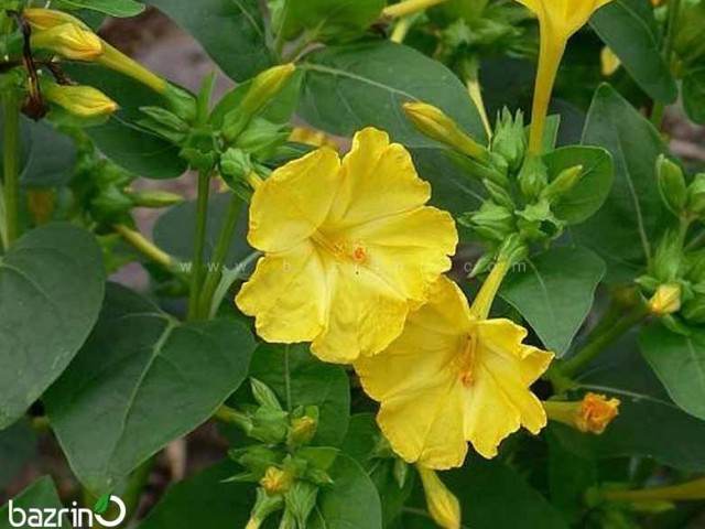 بذر گل لاله عباسی زرد