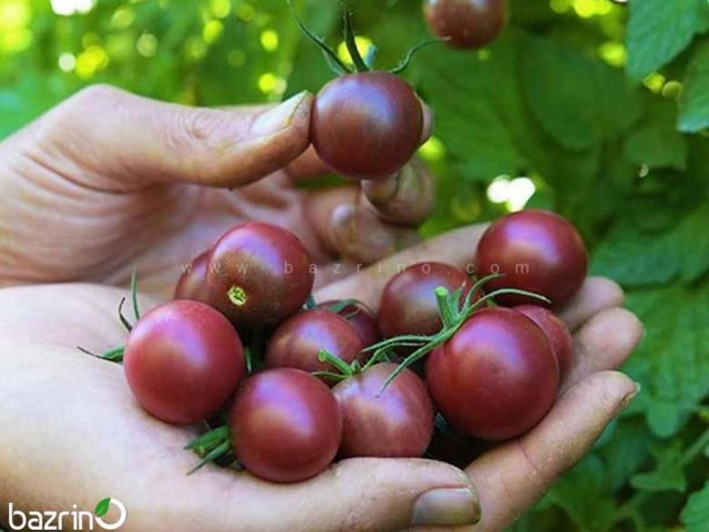 بذر گوجه چری خرمایی درختی