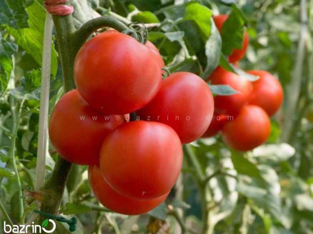 بذر گوجه فرنگی درختی هیبرید (گلخانه ای)