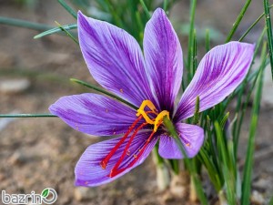 پیاز گل زعفران ممتاز