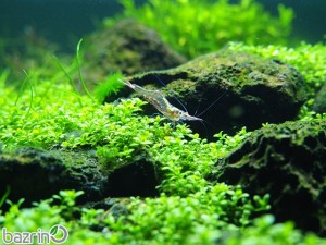 بذر چمن مونت کارلو(آکواریومی)