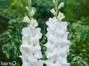 پیاز گل گلایول سفید