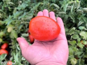 بذر گوجه فرنگی تخم مرغی پارس F1