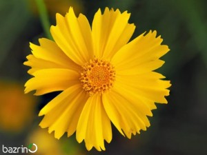 بذر گل اشرفی زرد