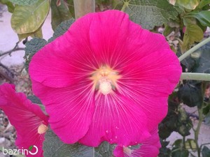 بذر گل ختمی صورتی