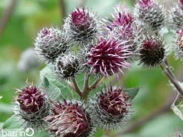 بذر بابا آدم