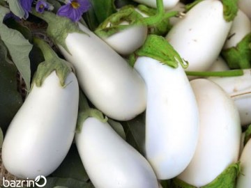 بذر بادمجان سفید دلمه ای
