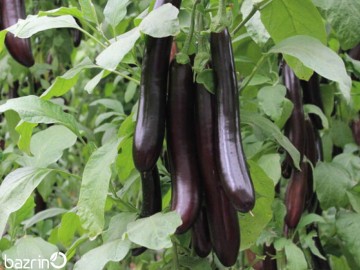 بذر بادمجان مشکی قلمی