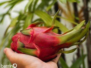 بذر دراگون فروت نارنجی