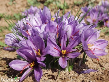 پیاز گل زعفران ممتاز (یک کیلوگرمی)