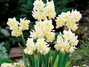 پیاز گل نرگس شصت پر (1 کیلویی)