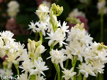 پیاز گل مریم معطر(۱۰ عددی)