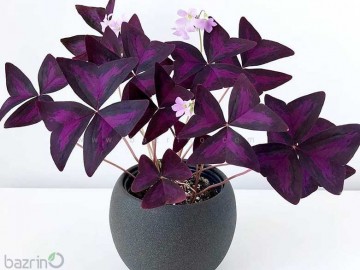 پیاز گل اگزالیس بنفش (5 عددی)